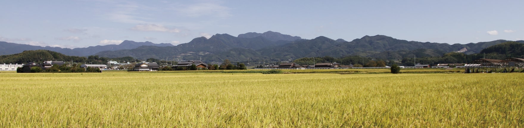 庄の夢の田んぼ